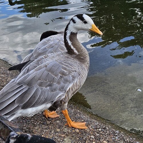 Bar-headed goose