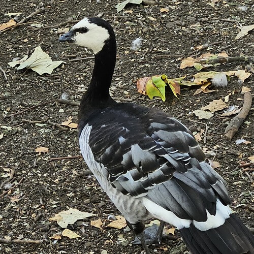 Barnacle goose