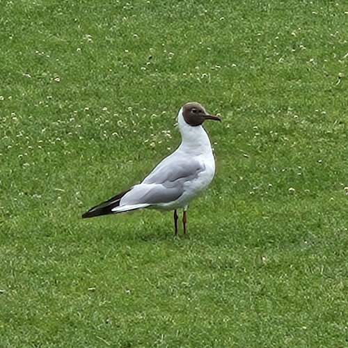 Black headed gull