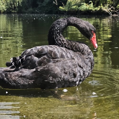 Black swan