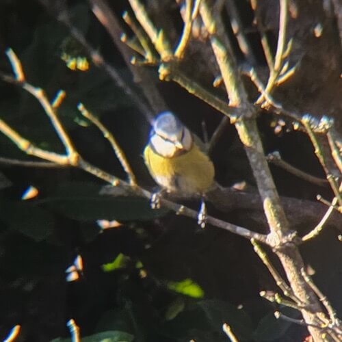 Blue tit