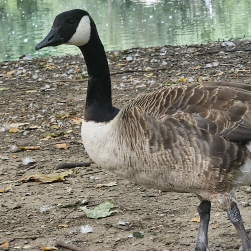 Canada goose