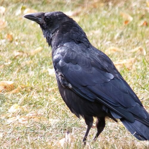 Carrion crow