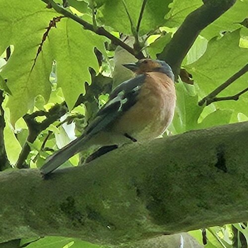 Chaffinch