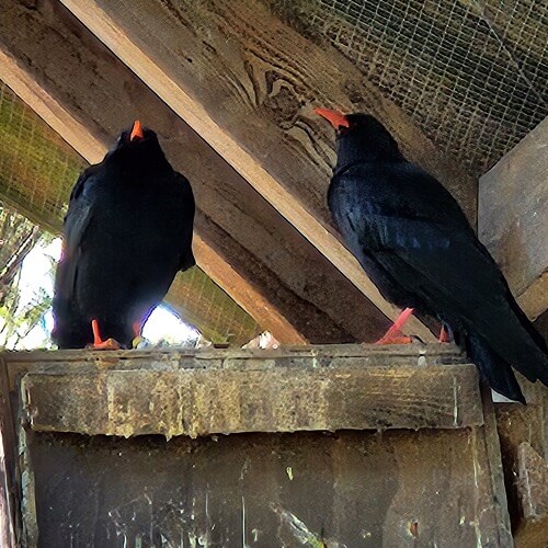 Chough