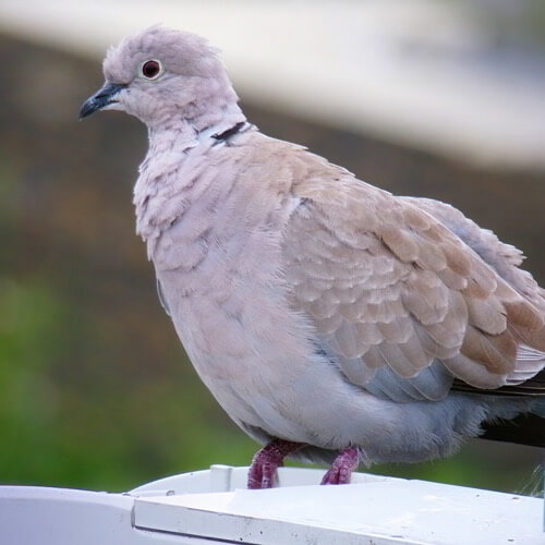 Collared dove