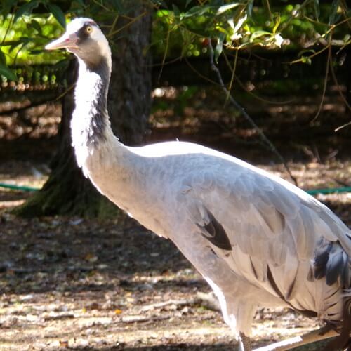 Common crane