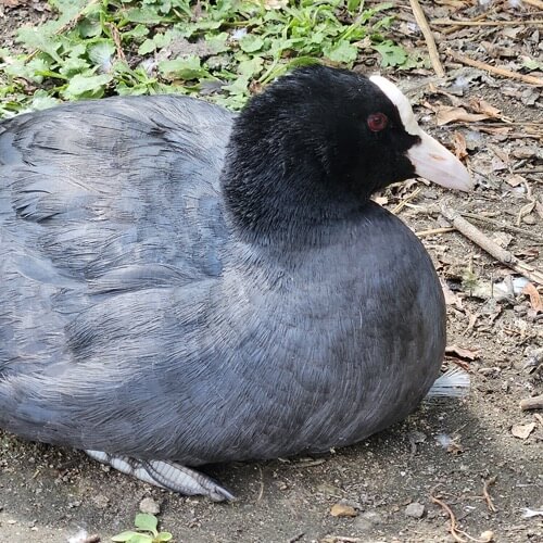 Coot