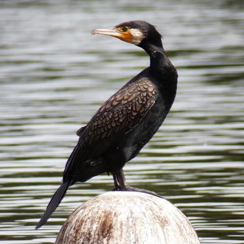 Cormorant