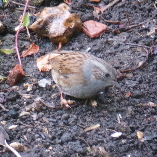Dunnock