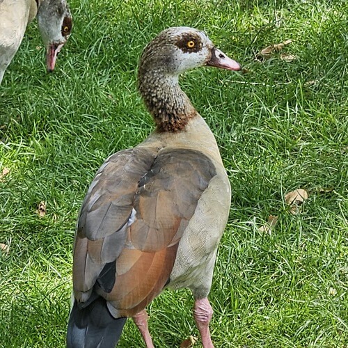 Egyptian goose