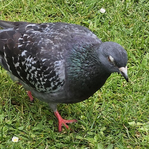 Feral pigeon