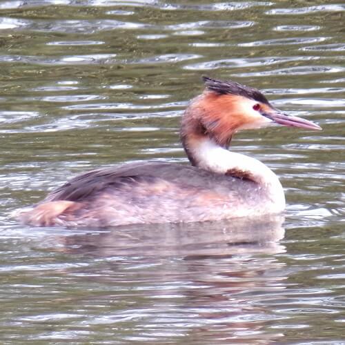 Great crested grebe