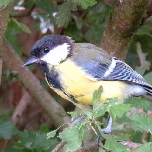 Great tit