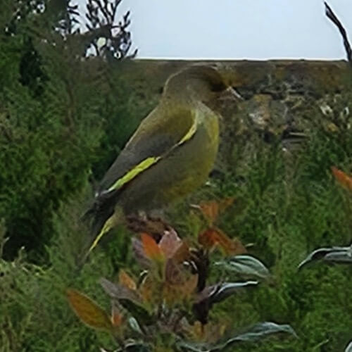 Greenfinch