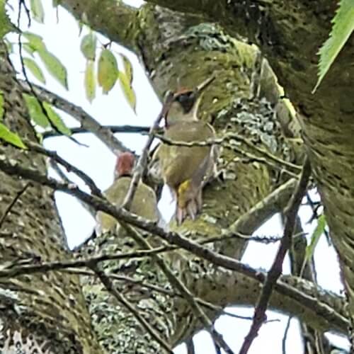 Green woodpecker