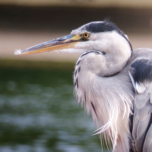 Grey heron
