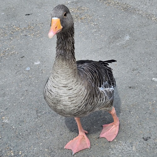 Greylag goose