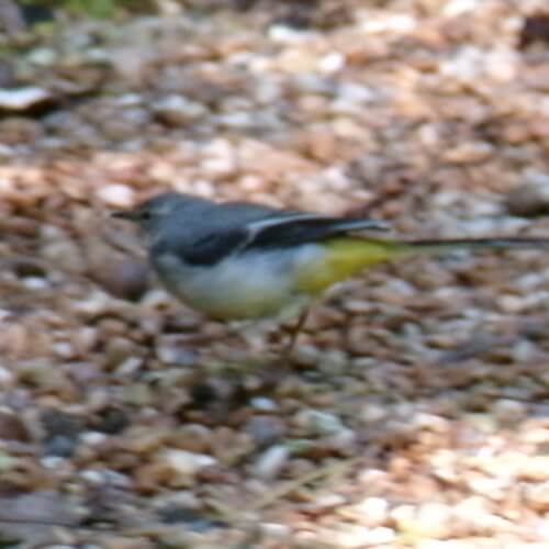 Grey wagtail