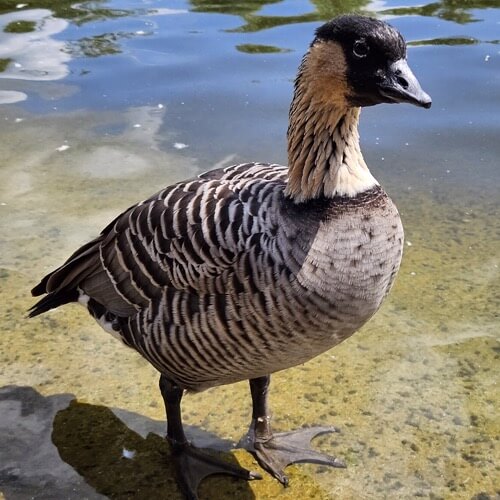 Hawaiian goose