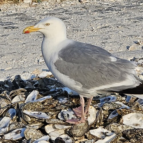 Herring gull