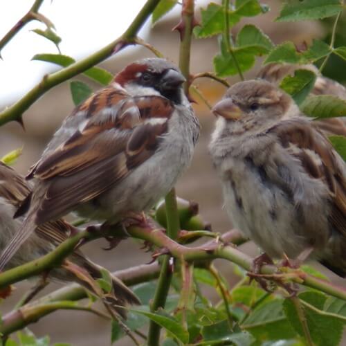 House sparrow