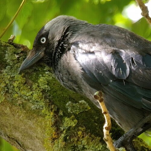 Jackdaw
