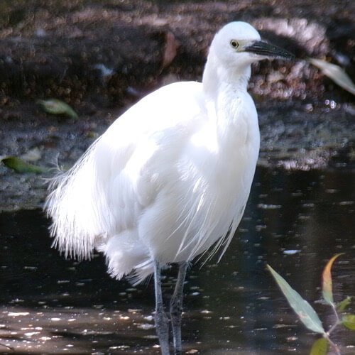 Little egret