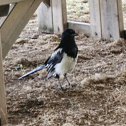 Magpie