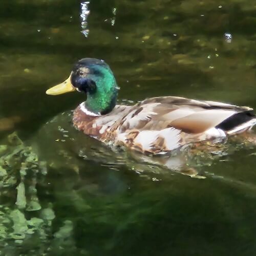 Mallard