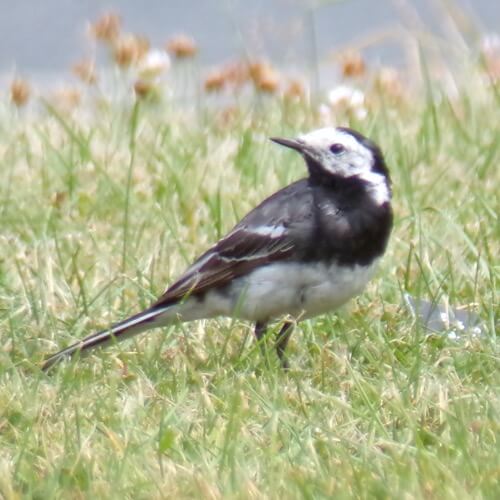 Pied wagtail