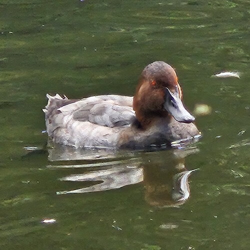 Pochard