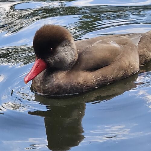 Red crested pochard