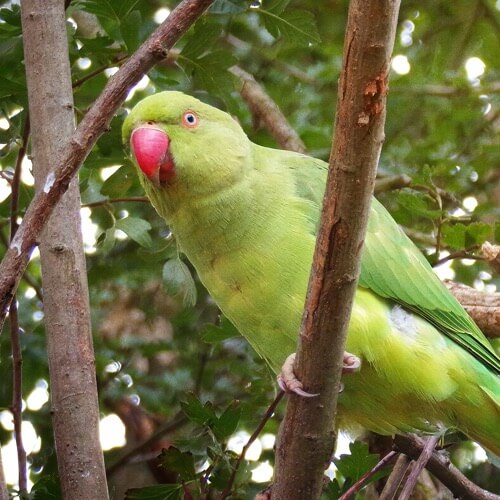 Ring necked parakeet