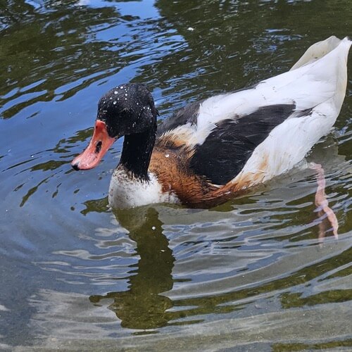 Shelduck