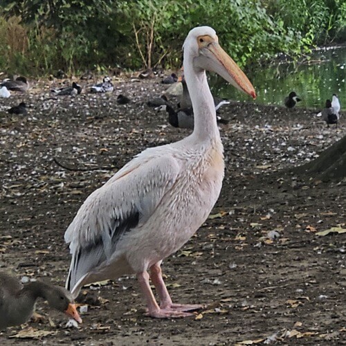 White pelican