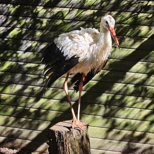 White stork
