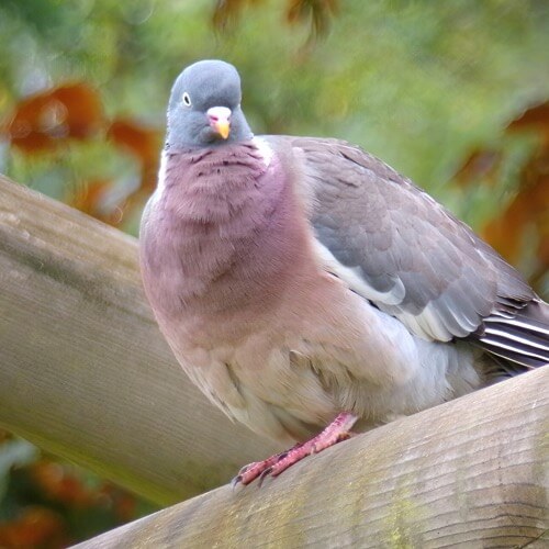 Wood pigeon